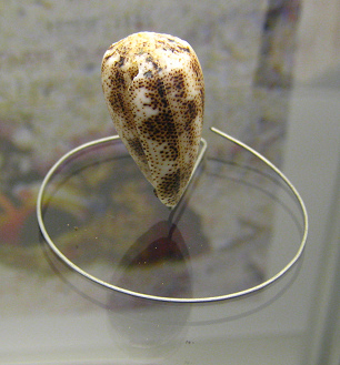 Conus arenatus, primer plano
02 Conus arenatus, primer plano 02