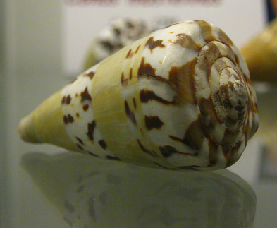 Conus mustelinus, primer plano Conus mustelinus, primer plano