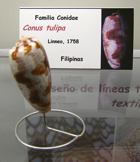 Conus tulipa Conus tulipa