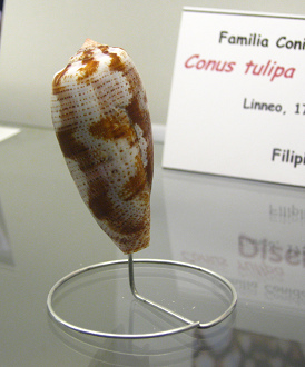Conus
tulipa, primer plano Conus tulipa, primer plano