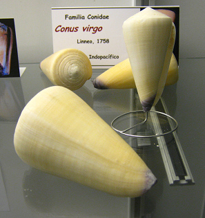 Conus virgo Conus virgo