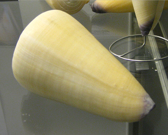 Conus
virgo, primer plano Conus virgo, primer plano
