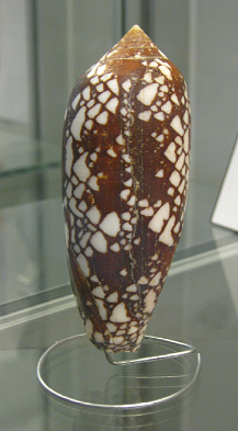 Conus aulicus, primer plano