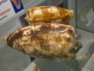 Conus geographus, primer plano
