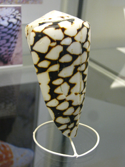 Conus marmoreus, primer plano