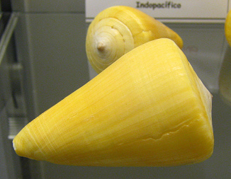 Conus quercinus, primer plano
