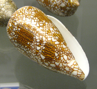 Conus textile, primer plano 01