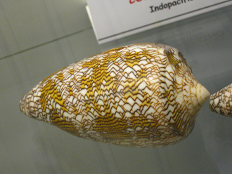 Conus textile, primer plano 02