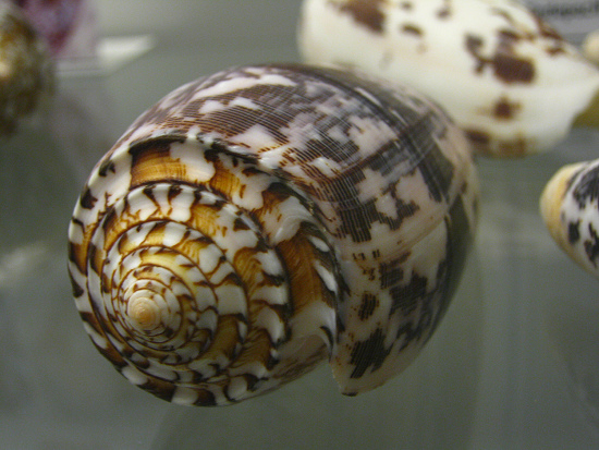 Conus striatus, primer plano 03