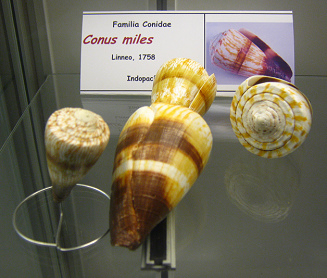 Conus miles