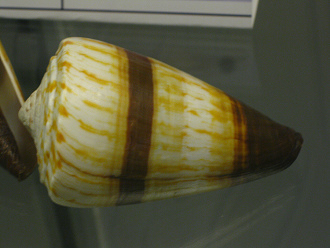 Conus miles, primer plano