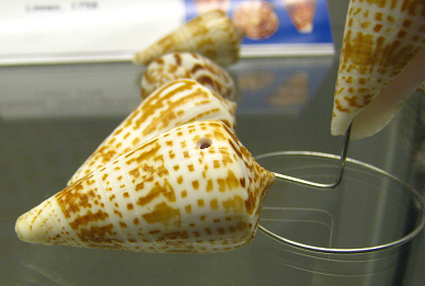 Conus inscriptus, primer plano