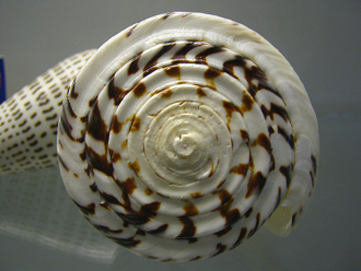 Conus leopardus, primer plano 02