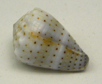 Conus abbreviatus, primer plano