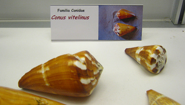 Conus vitelinus