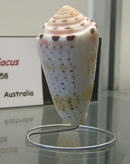 Conus aurisiacus, primer plano
                                  02