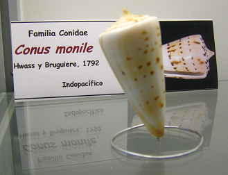Conus monile