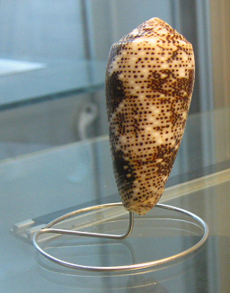 Conus nussatella, primer plano