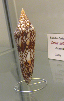 Conus milneedwardsi, primer plano