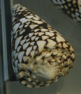 Conus bandanus vidua, primer
                                  plano 02
