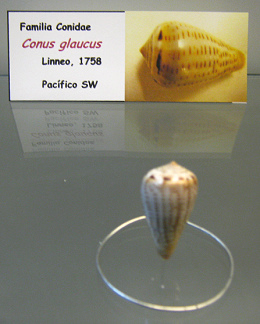 Conus glaucus