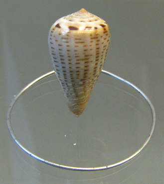 Conus glaucus, primer plano