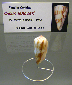 Conus lenavati