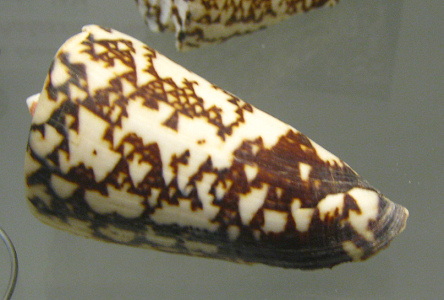 Conus thalassiarchus 01, primer plano