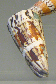 Conus generalis, primer plano 01