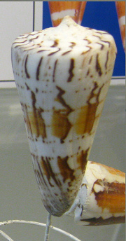 Conus generalis, primer plano 02
