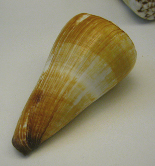 Conus distans, primer plano 01