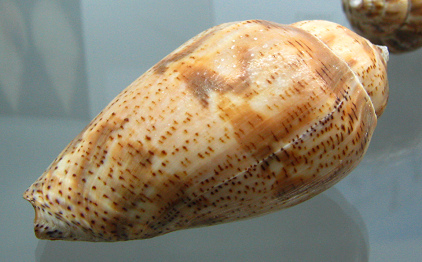 Harpulina lapponica, primer plano