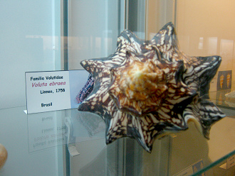 Voluta ebraea 01