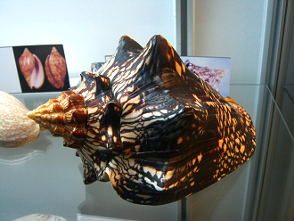 Voluta ebraea 03