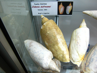 Zidonia dufresnei