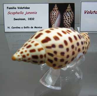 Scaphella junonia