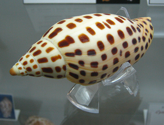 Scaphella junonia, primer plano