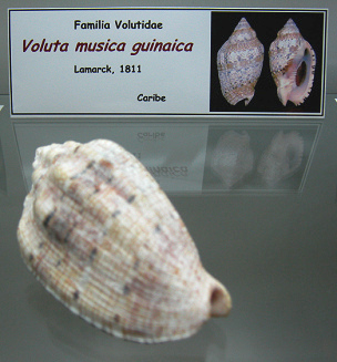 Voluta m�sica guinaica