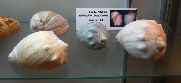 Adelomelon brasiliensis, vista total
