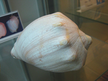 Adelomelon brasiliensis, primer plano