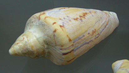 Cymbiola sp, primer plano