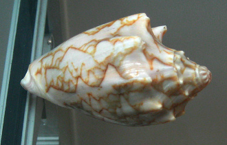 Cymbiola vespertilio, primer plano 02