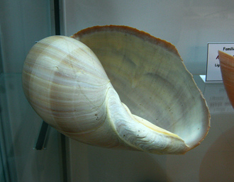 Melo amphora
