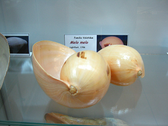 Melo melo, vista total