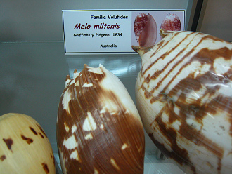 Melo miltonis