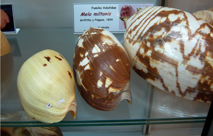 Melo miltonis, vista total