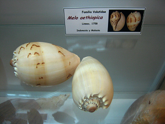 Melo aethiopica