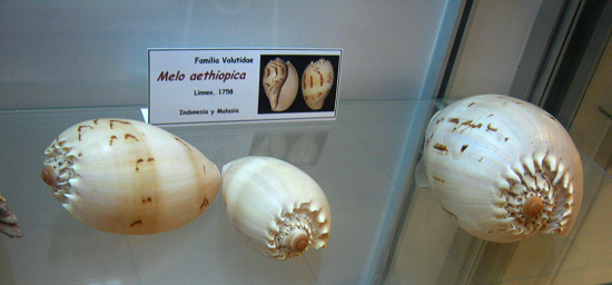 Melo aethiopica, vista total