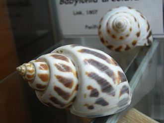 Babylonia areolata, primer plano