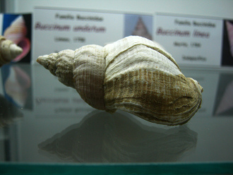 Buccinum undatum, primer plano